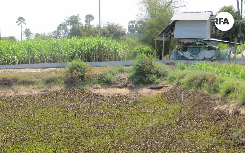 ស្រះ​ចិញ្ចឹម​កន្ធាយ​របស់​លោក ពៅ សម្បត្តិ នៅ​ភូមិ​ស្ដុកកប្បាស ឃុំ​បន្ទាយ​ព្រាល ស្រុក​រលាប្អៀរ ខេត្ត​កំពង់ឆ្នាំង។ រូបថត​ថ្ងៃ​ទី​១៥ ខែ​មីនា ឆ្នាំ​២០១៧។ 