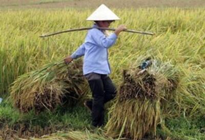 Nông dân