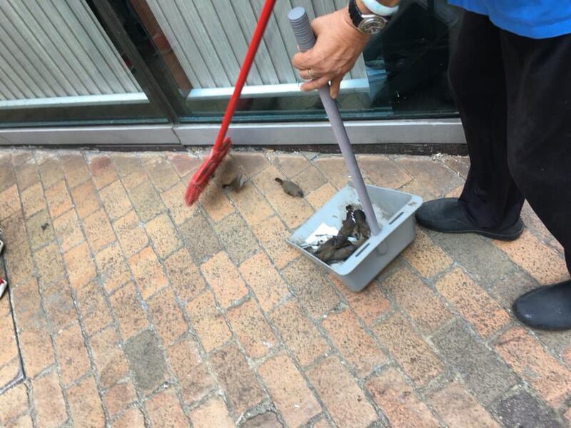 香港市区街道出现鸟类尸体。（翻摄自网络）