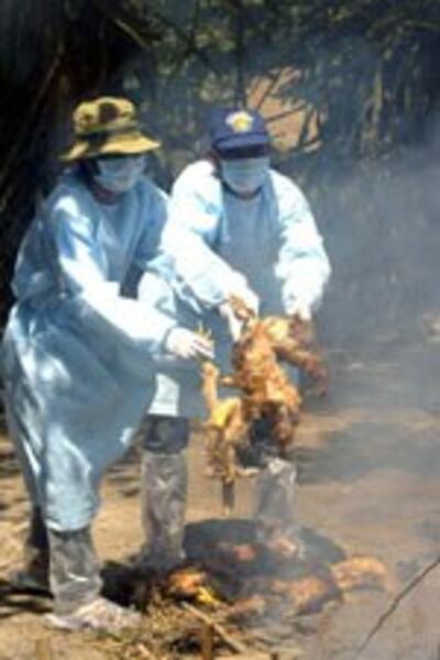 birdflu3_150.jpg