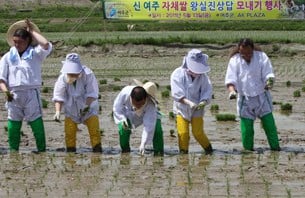 임금님에게 진상하는 쌀을 생산했던 경기도 여주군 능서면 왕대리 '왕실진상답'에서 도시 소비자들과 여주군수, 왕대리 주민들이 전통 복장을 착용하고 손 모내기를 하고 있다.
