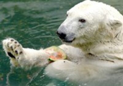 polar_bear-200.jpg