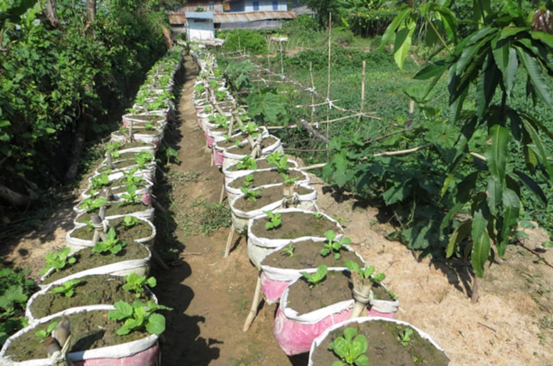 កូន​ស្ពៃ​ក្រញាញ់​ជាង ៥០០​ការុង​នៅ​ក្នុង​ចម្ការ​របស់​កសិករ ស៊ឹម រ៉ុម ស្ថិត​នៅ​ភូមិ​ទូល ឃុំ​ស្វាយរំពារ ស្រុក​បរសេដ្ឋ ខេត្ត​កំពង់ស្ពឺ។ រូបថត​ថ្ងៃ​ទី​១៨ ខែ​តុលា ឆ្នាំ​២០១៥ 