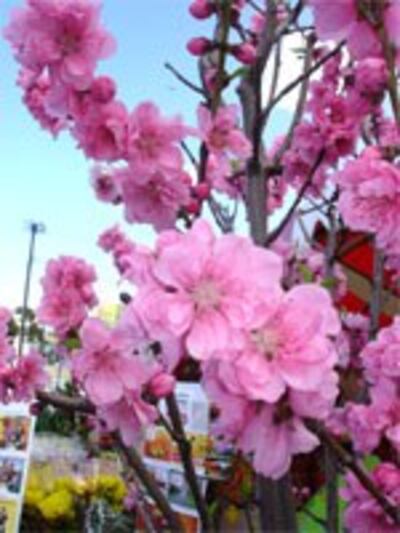 CherryBlossomFlower150.jpg