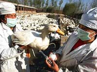 Duck_Beijing1110_200.jpg