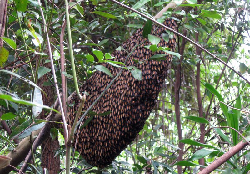 សំបុក​ឃ្មុំ​ព្រៃ​ដែល​ពលរដ្ឋ​ចិញ្ចឹម​នៅ​តាម​ព្រៃ​នៃ​ជើង​ភ្នំ​គូលែន ក្នុង​ខេត្ត​សៀមរាប។ រូបថត​ថ្ងៃ​ទី​២ ខែ​កក្កដា ឆ្នាំ​២០១៦