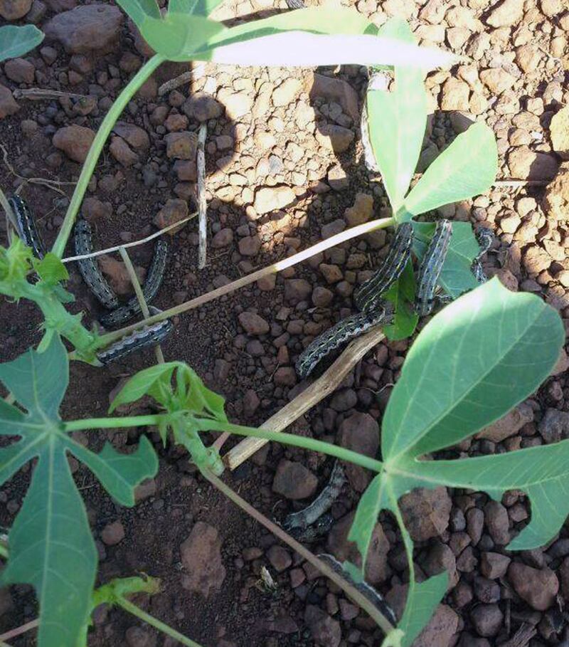 ហ្វូងដង្កូវស៊ីដំណាំដំឡូងមីរបស់ប្រជាពលរដ្ឋនៅក្រុងព្រះវិហារ ខេត្តព្រះវិហារ។