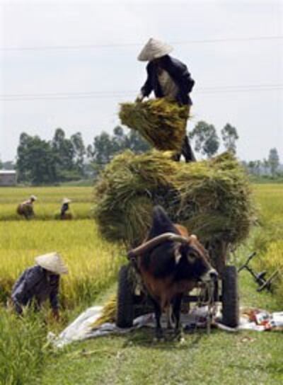Vietnam-Farmer-RiceField-200.jpg