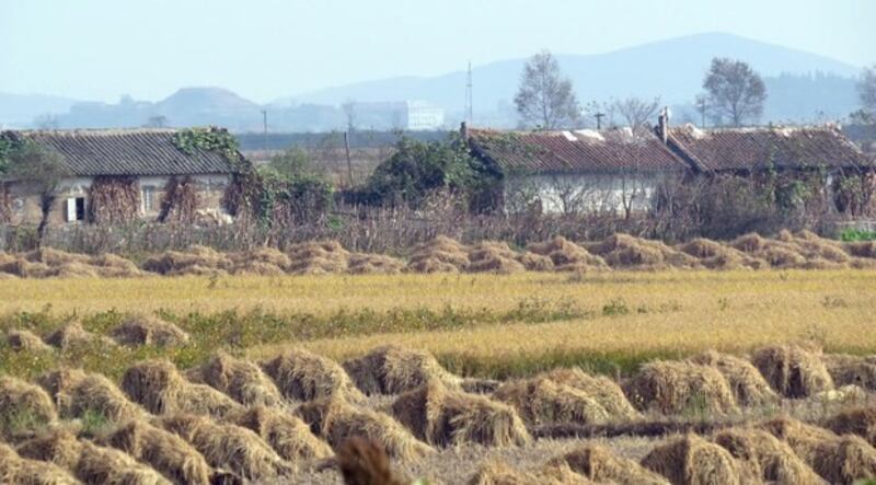 field.jpg