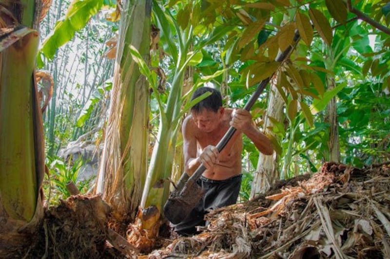 Hết đất, không còn sức khỏe, không còn vốn liếng, hai vợ chồng ông Ba Sổ sống qua ngày bằng trồng chuối trên gần một công đất còn lại. 