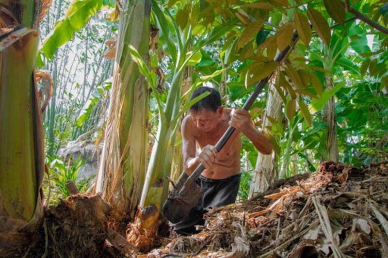 Hết đất, không còn sức khỏe, không còn vốn liếng, hai vợ chồng ông Ba Sổ sống qua ngày bằng trồng chuối trên gần một công đất còn lại.