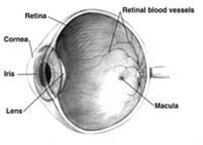 GlaucomaEyes200.jpg