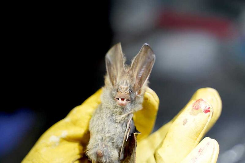 The Chhngauk Hill bat project also “aims to provide new knowledge on wild meat trade chains in Cambodia, document the diversity of betacoronaviruses circulating through these chains, and develop a flexible and integrated early-detection system," Julia Guillebaud, a research engineer at the IPC's virology unit, told Reuters. (Reuters)