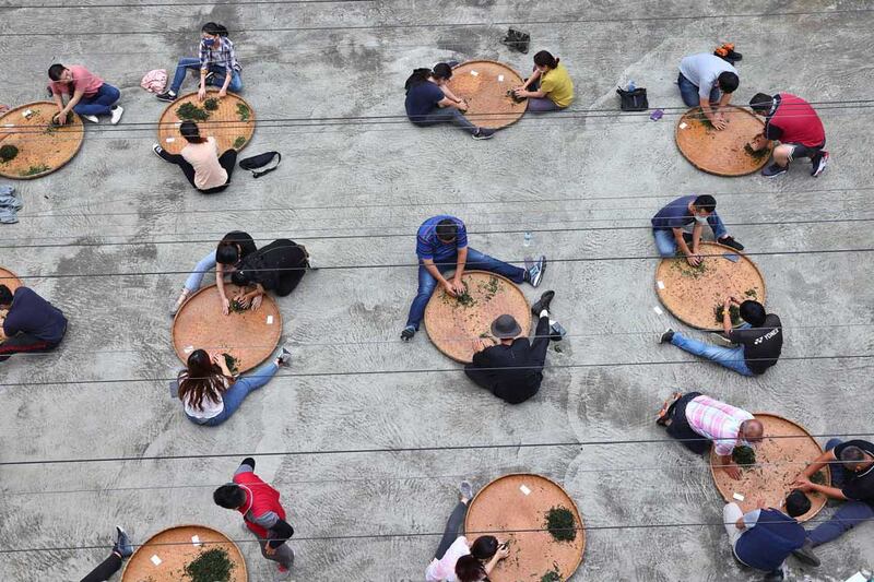 Students learn how to hand-roll tea at a training workshop at the Tea Research and Extension Station in Nantou, Taiwan. Drought followed by torrential rains have decimated tea crops. Extreme weather exacerbated by climate change has left Taiwan's tea farmers scrambling to adapt. Credit: Ann Wang/Reuters