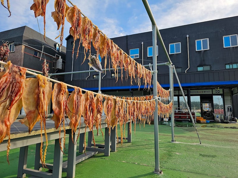 Squid dry in the sun on Heuksan Island. Credit: Lee Jeong-Ho/RFA