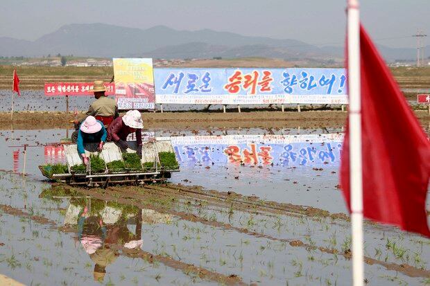 지난달 9일 남포시 청산협동농장에서 농부들이 모내기를 하고 있다.