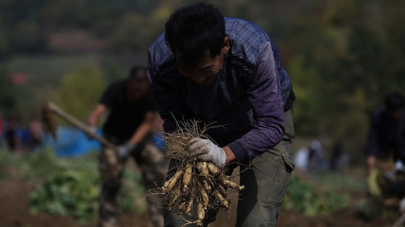 农药化肥不但让中药材的疗效大打折扣,也严重冲击环境生态。(法新社)