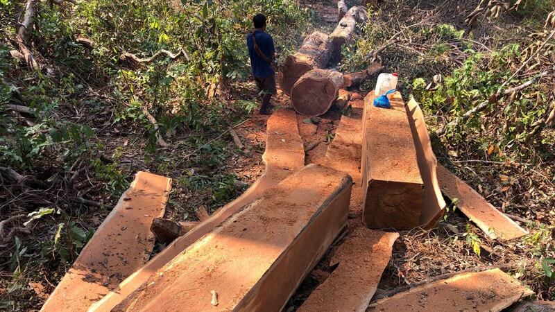 Forest at Areng Koh Kong on 13_01_2022_02.jpg