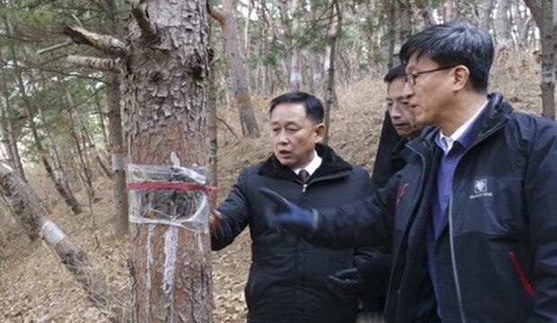 지난해 11월 남북 산림병해충 방제 협력을 위해 방북한 남측 방북단이 북측 관계자들과 함께 개성시 왕건왕릉 주변의 소나무림에서 병해충 피해현장을 둘러보고 공동방제를 실시했다. 사진은 솔나방 피해저감을 위해 북측에서 사용중인 밴드를 살피는 모습. 