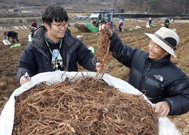 충남 금산군 제원면 용화리에서 한 농민이 갓 수확한 백수오를 들어 보이고 있다. 백수오는 탈모 예방 및 무릎통증 완화 등 갱년기 여성의 건강증진에 효능이 있는 것으로 알려진 약초다. 