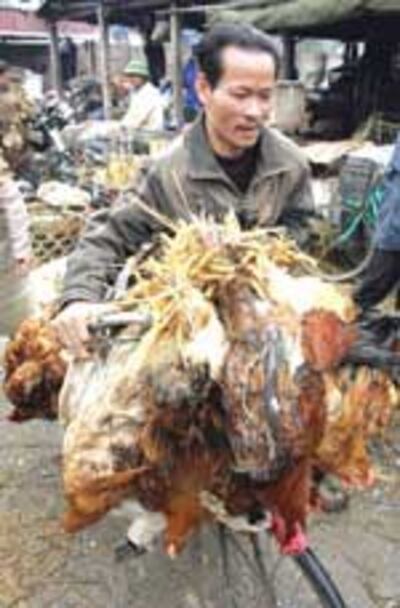 BirdfluVietnam150b.jpg