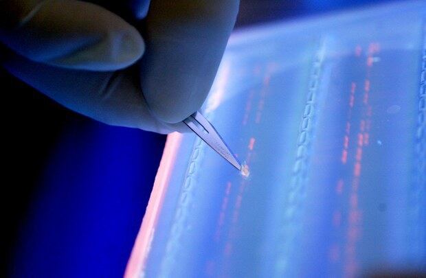 싱가포르의 한 연구실 직원이 DNA 염기서열 분석을 위해 DNA 단편을 절단하고 있다.