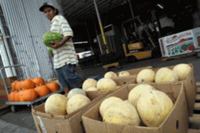 Dưa cantaloupe bày bán ở Florida- AFP photo