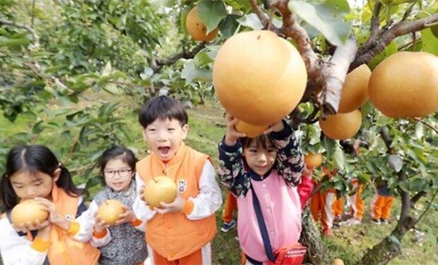 11일 오전 서울 봉화산근린공원 내 자연체험공원에서 열린 '황실배 수확 및 이웃나눔' 행사에서 아이들이 황실배를 수확하고 있다.