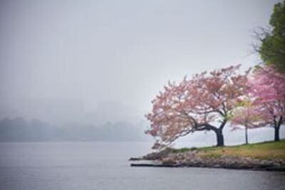 Hoa Anh Đào nở quanh hồ Tidal ở Thủ Đô Hoa Thịnh Đốn (Washington DC) của Hoa Kỳ hôm 11/04/2014. Photo by Đỗ Lệnh Dzũng / RFA.