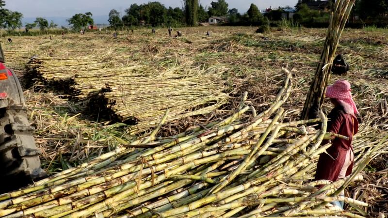 sugarcane farm