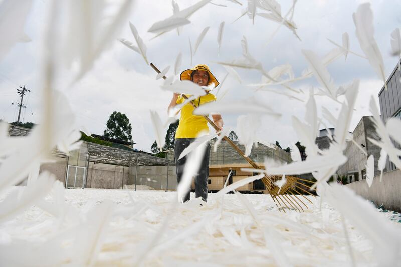 An employee processes goose feathers for export at a factory of Chengdu Chengyu Sports Goods Co., Ltd, a supplier for Yonex's feather shuttlecock manufacturing business, Aug. 11, 2021 in Chengdu, Sichuan Province, China. (Zhang Lang/China News Service via Getty Images)