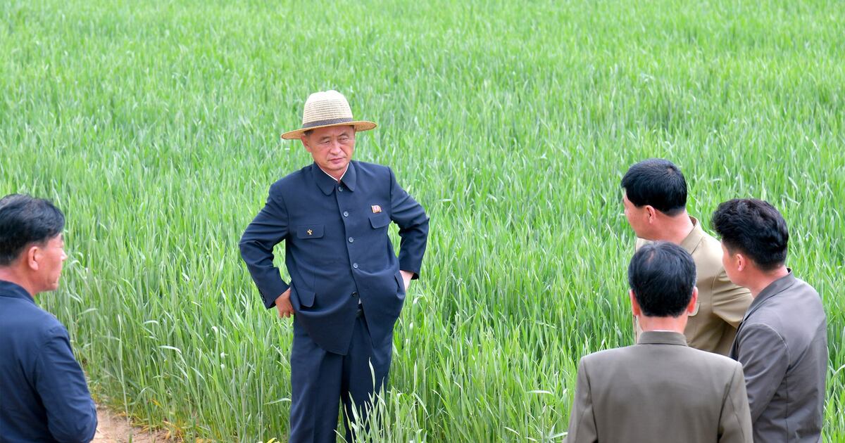 전문가 “올해 북 작황, 작년보다 나을 것” – RFA 자유아시아방송