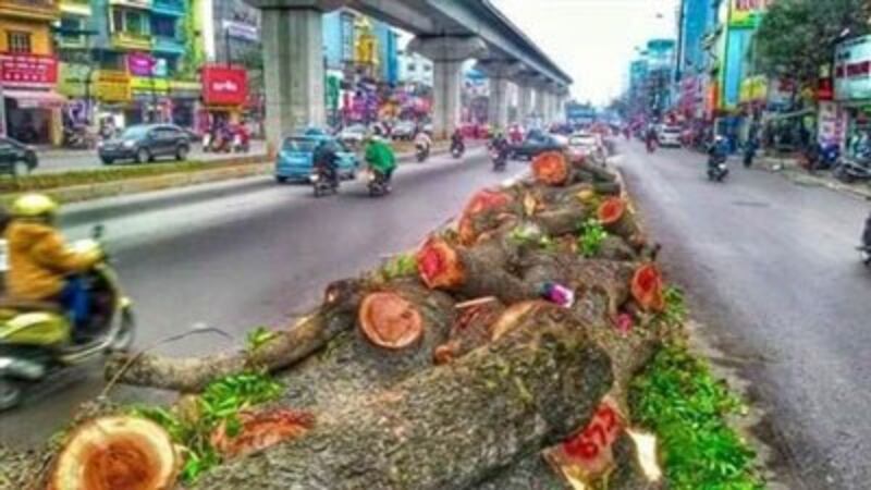 Gần cả ngàn cây đã bị đốn hạ vô tội vạ....(photo Kienthuc.net)