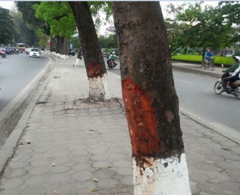 Cạo vỏ cây xà cừ để cây chết dần chết mòn và chặt bỏ... RFA PHOTO.