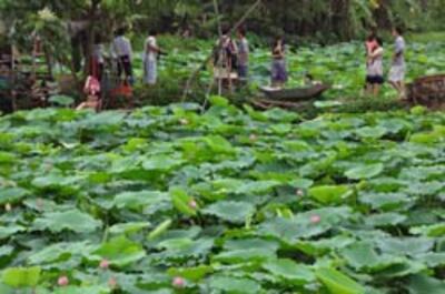 Một góc du lịch sinh thái trong khu vực hồ sen ở Quảng Bá, Hà Nội. RFA photo