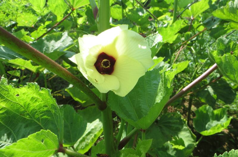 ផ្កាអូក្រា (Okra) ឬពោតបារាំង នៅក្នុងចម្ការរបស់កសិករ ស៊ឹម រុំ ស្ថិតនៅភូមិទូល ឃុំស្វាយរំពារ ស្រុកបរសេដ្ឋ ខេត្តកំពង់ស្ពឺ។ រូបថតថ្ងៃទី១៨ ខែតុលា ឆ្នាំ២០១៥