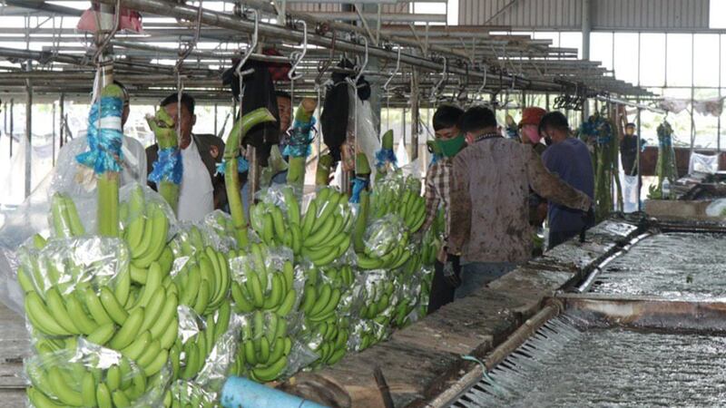 ចេកអំបូងនៅកន្លែងលាងសម្អាតក្នុងក្រុមហ៊ុនមួយនៅខេត្តរតនគិរី។