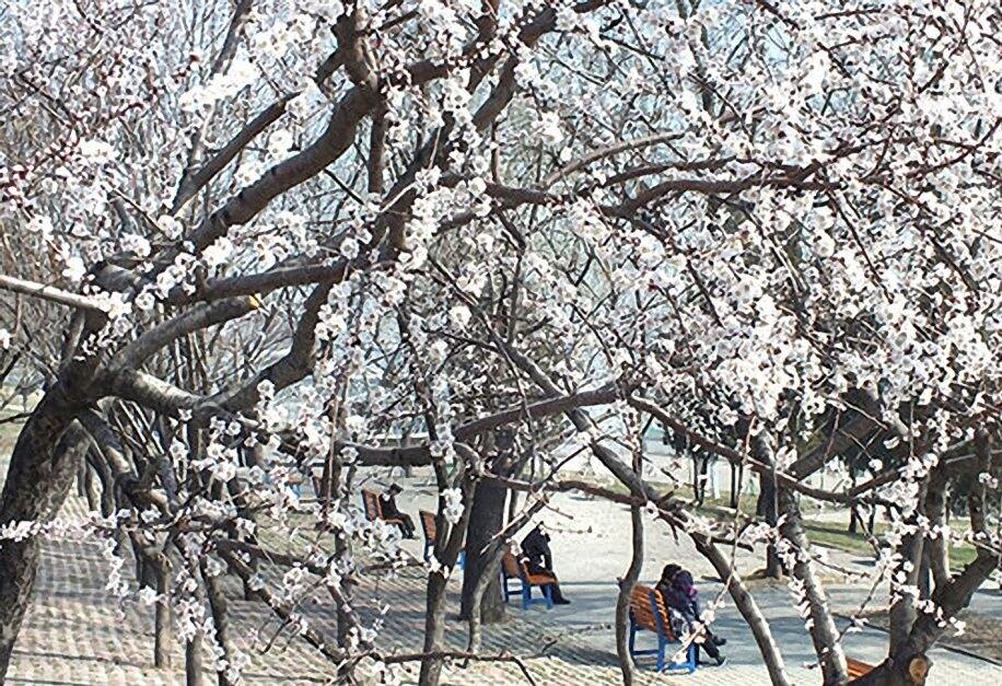 봄꽃이 흐드러진 북한 수도 평양의 거리에서 시민들이 벤치에 앉아 있는 모습.