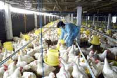 chickenFarmer200.jpg