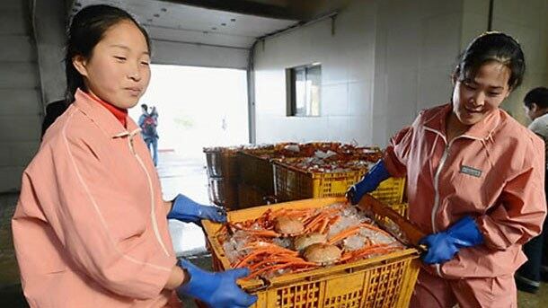  북한이 중국과 공동으로 개발중인 나선경제특구의 수산물 가공업체에서 직원들이 대게를 나르고 있다. 