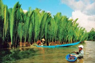 Dừa nước Cà Mau. Courtesy vtvbcantho
