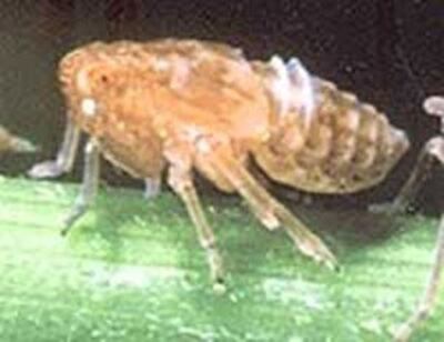 Con rầy nâu mang virus gây bệnh vàng lùn