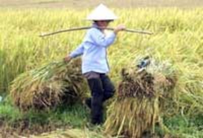 FarmerRice200.jpg