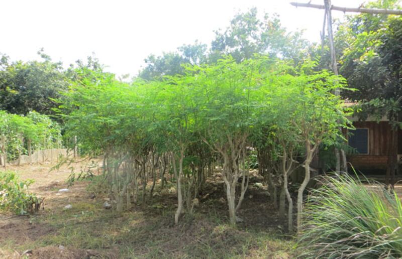 ដើម​ម្រុម​ដែល​ពលរដ្ឋ​ដាំ​ជា​លក្ខណៈ​គ្រួសារ​នៅ​ក្បែរ​ផ្ទះ។ 