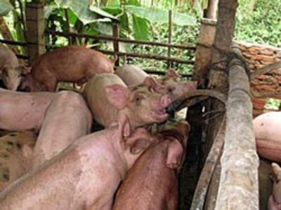Đàn heo nuôi của nông dân trong huyện Ka sách, tỉnh Kandal - Campuchia
