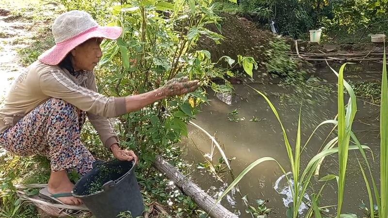 feeding-fish.jpg