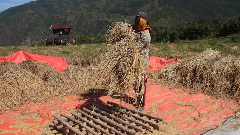 ချင်းပြည်နယ်မြောက်ပိုင်း တီးတိန်မြို့နယ် ကပ်တဲလ်ကျေးရွာမှ စပါးစိုက် တောင်သူများအား ၂၀၂၃ ခုနှစ်၊ နိုဝင်ဘာလ ၁ ရက်နေ့က တွေ့ရစဉ်။ (Photo: RFA)