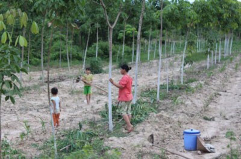 Cây cao su trở thành gánh nặng của các gia đình ở Tây Nguyên. RFA PHOTO.