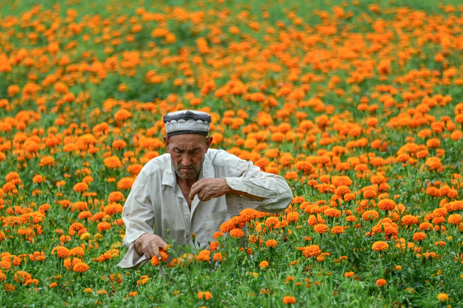 China’s farm sector more tainted by forced labor than previously known, report says