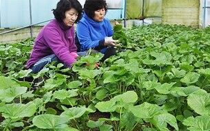충북 영동군 학산면 도덕리의 한 비닐하우스에서 봄나물인 곤달비 수확이 한창이다.